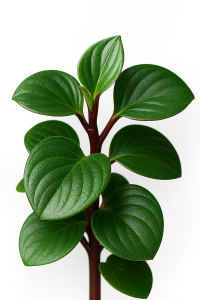 A close-up of Peperomia 'Red Canyon' in a 5" pot, featuring thick, glossy dark green leaves and a reddish stem, set against a white background.