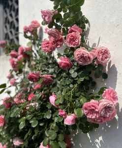 Rose 'Belle of Berlin™' Bush Form