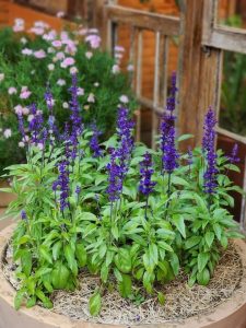 The Salvia 'Midnight Model' 15cm Pot features lush plants with tall purple flower spikes, set in straw mulch. Pink blooms and a wooden window complete this elegant garden display.