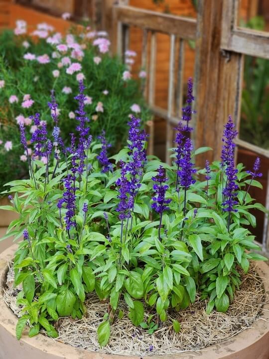 The Salvia 'Midnight Model' 15cm Pot features lush plants with tall purple flower spikes, set in straw mulch. Pink blooms and a wooden window complete this elegant garden display.