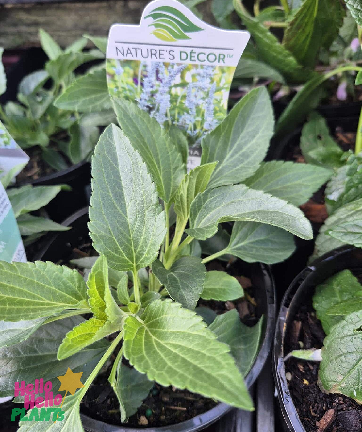 Salvia 'White Flame' 6" Pot