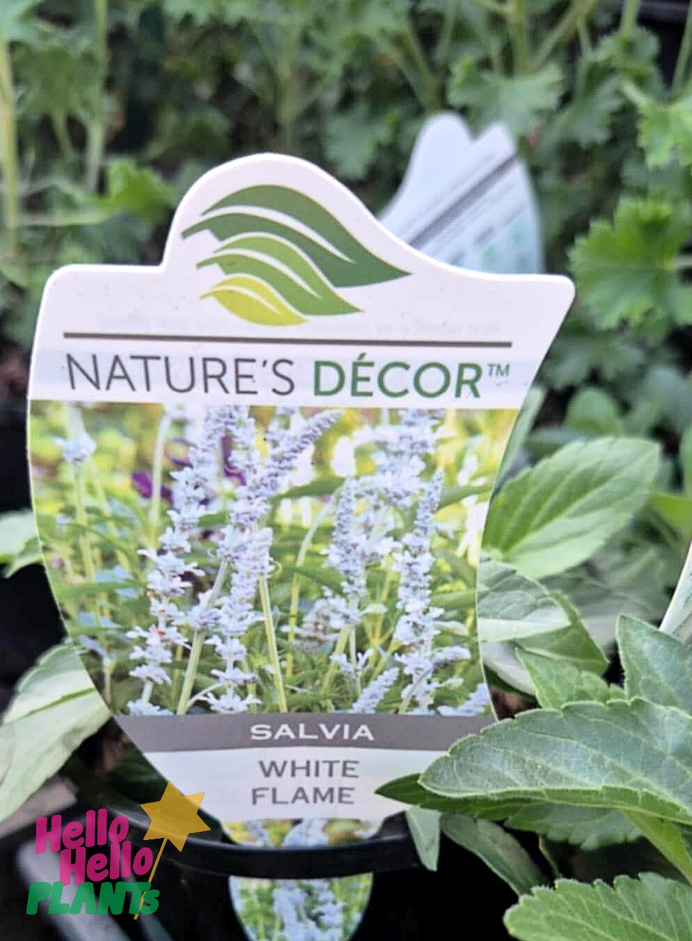 Salvia 'White Flame' 6" Pot