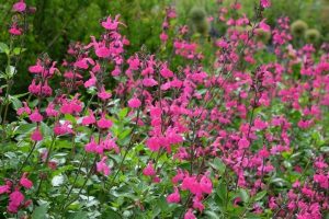 Salvia 'Pink Blush' Sage features dense clusters of bright pink flowers and green leaves, ideal for outdoor gardens or mixing with other sages. Perfect for planting in a 10cm pot.