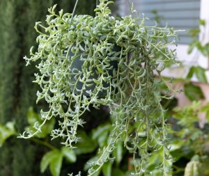 Senecio 'Dolphin Necklace' (String of Dolphins) 5" (Hanging Basket)