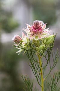 A close-up of Serruria 'Raspberry Burst' 15cm Pot shows its spiky pink and white petals with green buds on a slender stem, set against a blurred natural background—ideal for display.