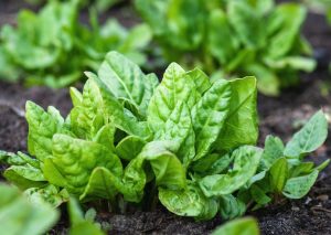 Spinach 'Perpetual' 4" Pot