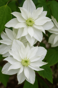Clematis 'Starlight' 6" Pot