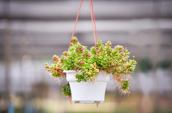 Hanging Basket Succulents