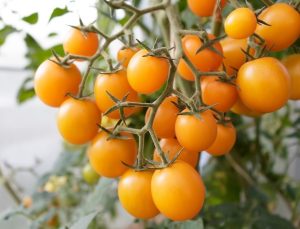 Tomato 'Yellow Cherry' 4" Pot