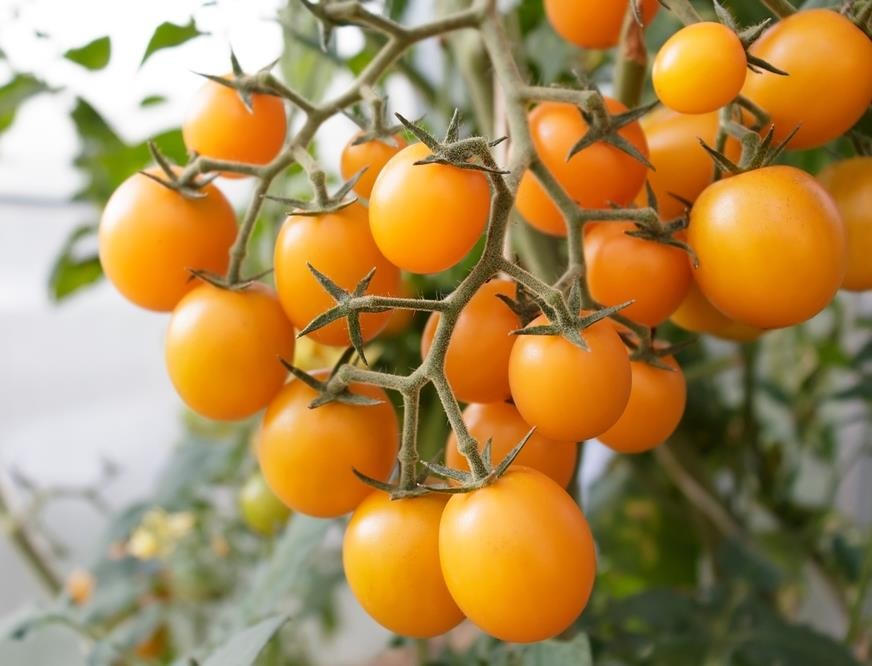 Tomato 'Yellow Cherry' 4" Pot