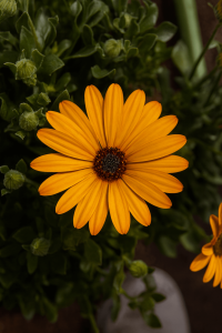 A blooming Osteospermum 'Voltage Gold' African Daisy in a 15cm pot features striking orange petals highlighted by lush green foliage.