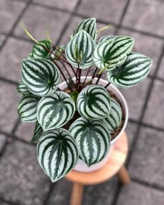A Peperomia 'Melon Peru' PBR in a 13 cm pot, featuring green and silver striped leaves, is displayed on a wooden stool atop a tiled floor.