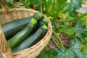 Zucchini 'Black' 4" Pot