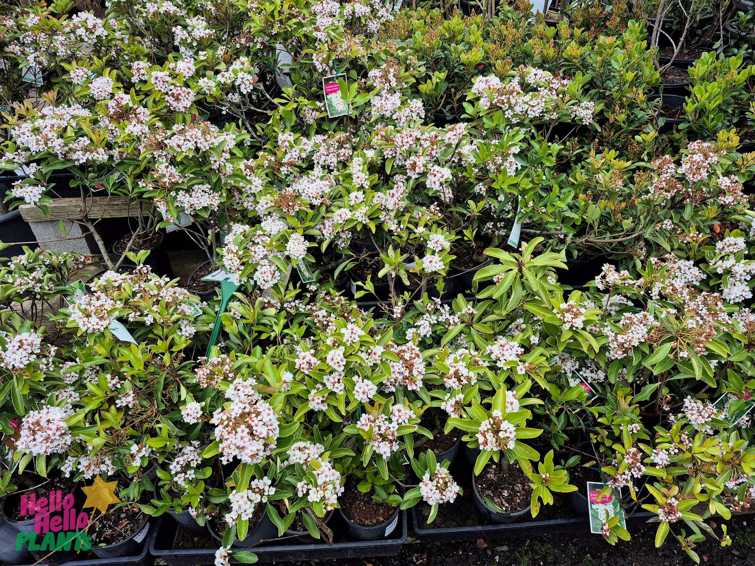 Several Rhaphiolepis 'Dwarf Indian Hawthorn' shrubs in 6" pots, featuring clusters of small white and pink flowers, are on display together for the Growers Flash Sale!.