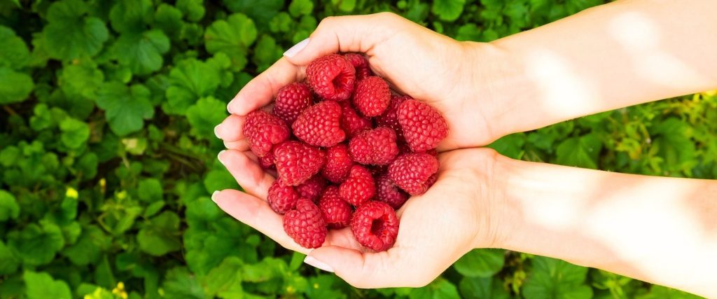 Two hands holding a bunch of fresh raspberries, with green leaves blurred in the background—perfect inspiration for your next Garden Hacks adventure.