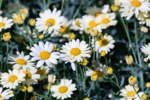 Argyranthemum 'LaRita® White' Daisy' 6" Pot