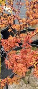 Acer 'Red Mikawa Yatsabusa' Japanese Maple 13" Pot