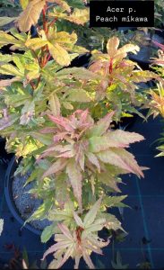 Acer 'Peach Mikawa' Japanese Maple 13" Pot