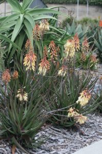 Aloe 'Winter Bells™' 15cm Pot features tall, spiky green leaves and clusters of yellow-orange flowers, perfect for adding striking colour to your mulched garden bed.