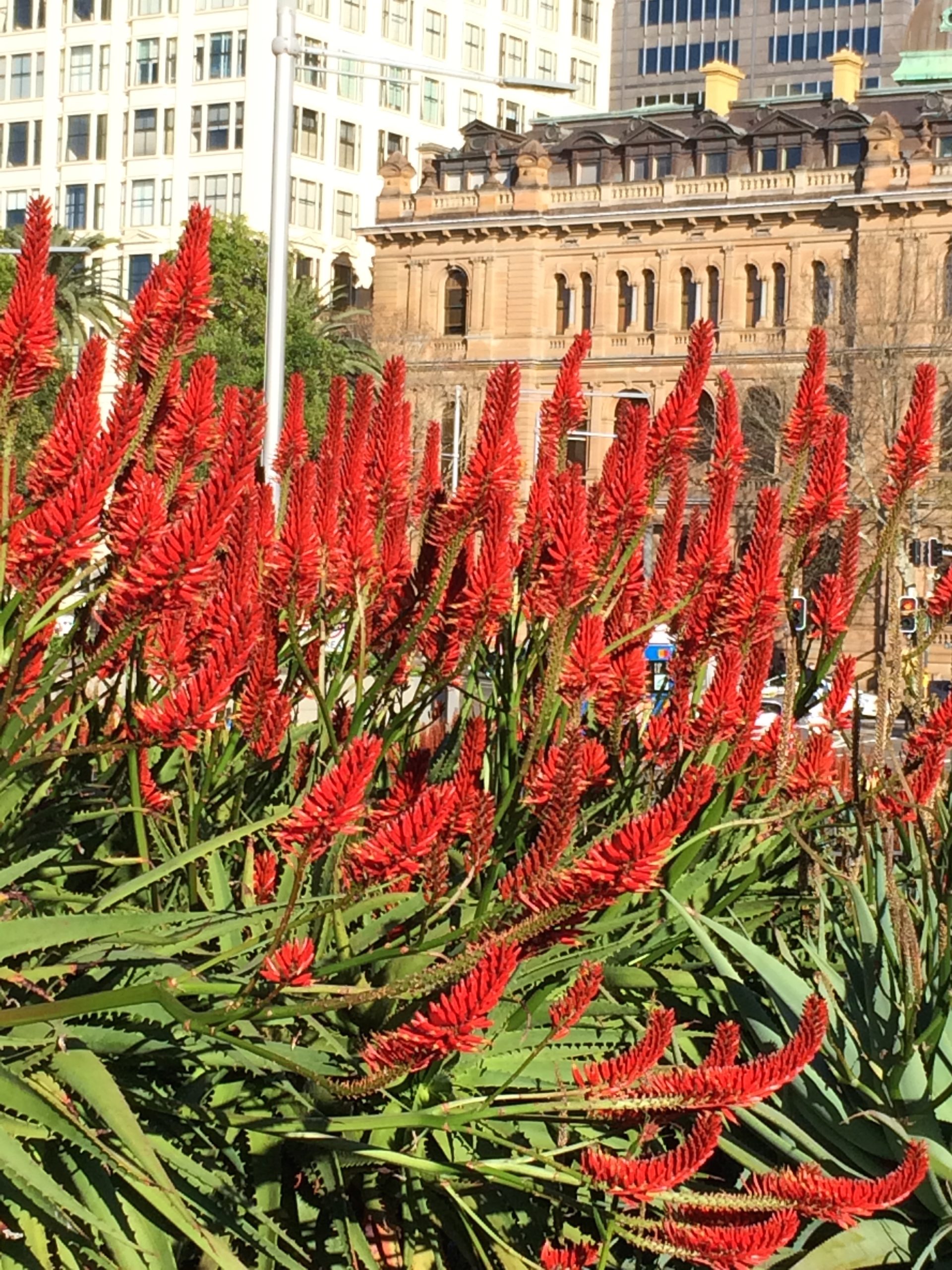A vibrant Aloe 'Erik The Red™' 15cm pot is in full bloom in the foreground, with sunlight illuminating both historic and modern buildings behind it.