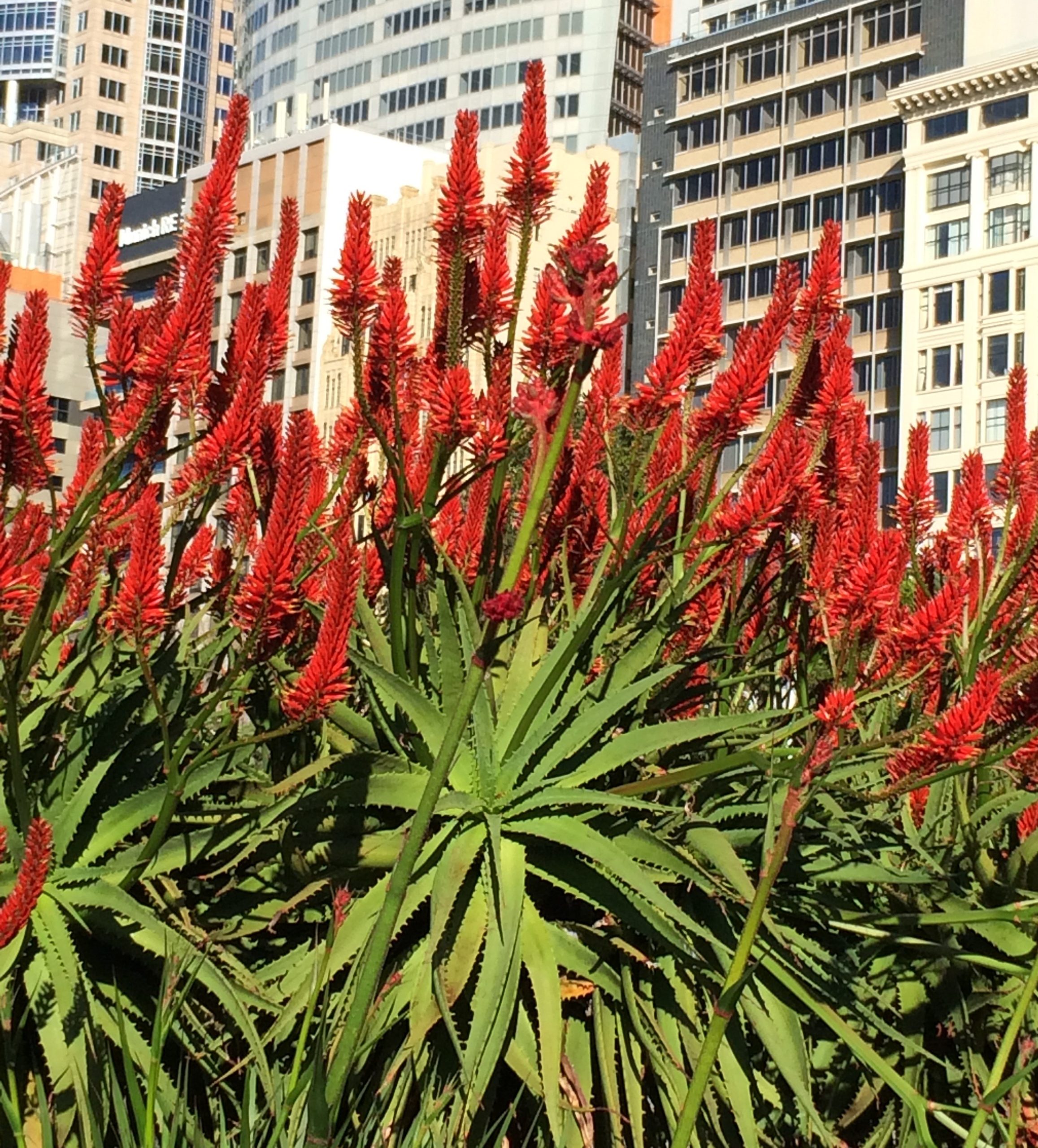 Aloe 'Erik The Red™' 15cm Pot displays spiky green leaves and tall red flower spikes, set against modern city buildings under daylight.