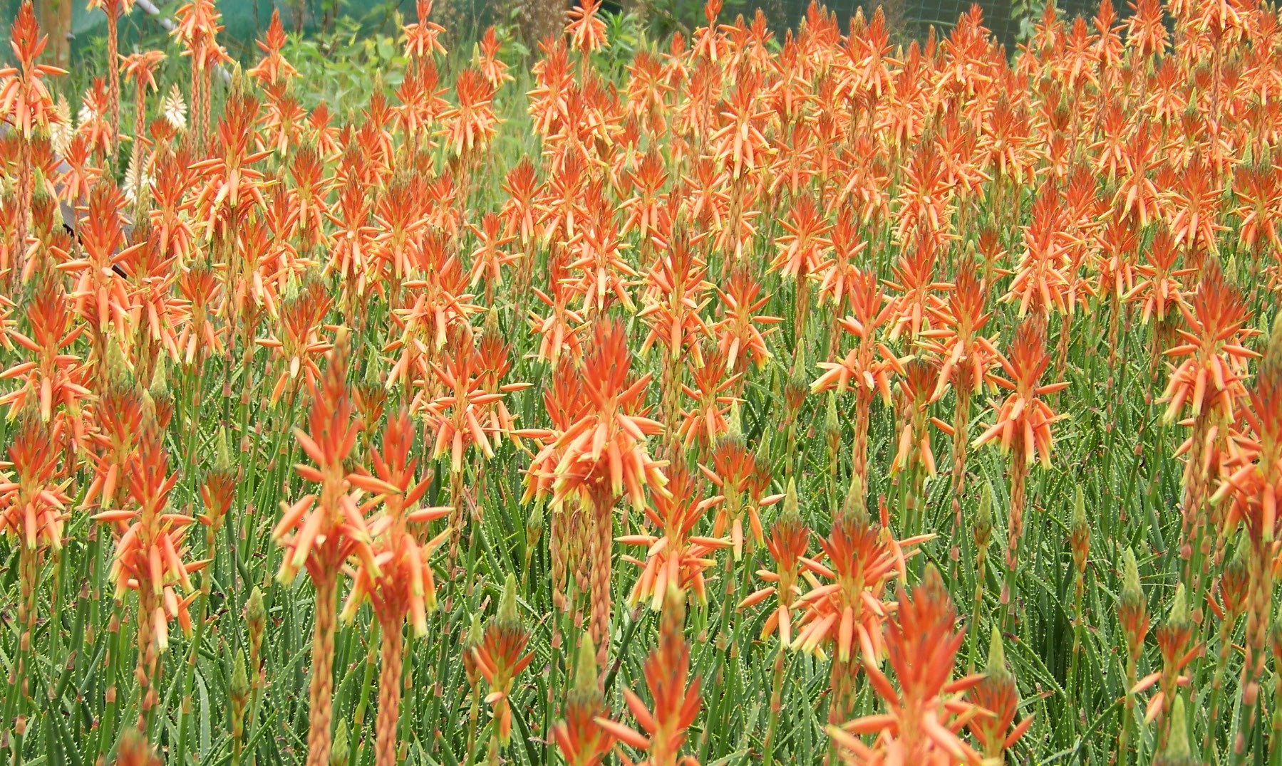 A large field dense with tall, orange blooms of Aloe 'Topaz' PBR 15cm Pot, featuring green stems and blurred foliage in the background.