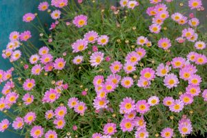 Argyranthemum 'Pink Daisy' 6" Pot