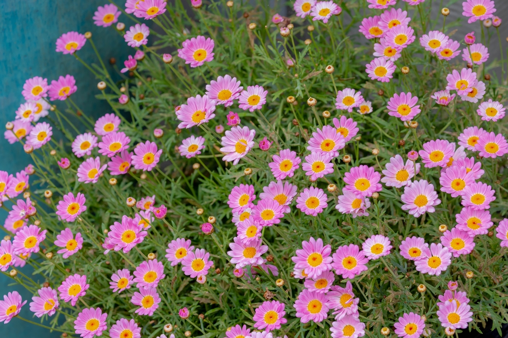 Argyranthemum 'Pink Daisy' 6" Pot
