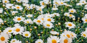 Argyranthemum 'White Daisy' 6" Pot