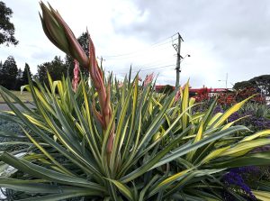 Beschorneria 'Reality' PBR Mexican Lily 12" Pot