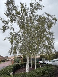 Betula 'Cut Leaf' Silver Birch 10" Pot