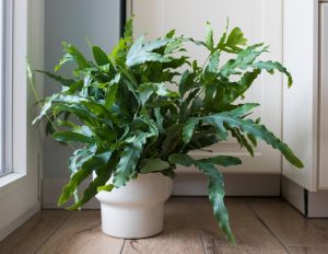 A potted green fern with long, jagged leaves sits on a wooden floor next to a white cupboard and a window.