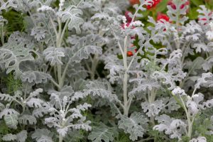 Centaurea 'Dusty Miller' 6" Pot