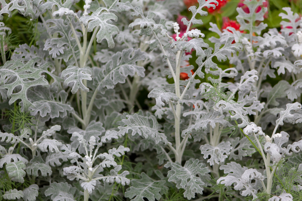 Centaurea 'Dusty Miller' 6" Pot