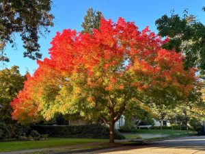 A tree with bright red and orange autumn leaves stands on a residential street, with houses and other green trees in the background under a clear blue sky.