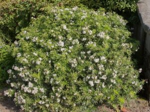 Choisya 'White Dazzler'