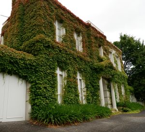 Two-storey building with white columns and windows almost entirely covered in green ivy, surrounded by leafy plants and trees.