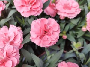 Dianthus Oscar 'Pink' Carnation 6" Pot