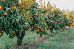 Diospyros 'Hyakumo' Persimmon 16" Pot