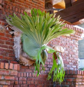 A large staghorn fern mounted on a brick wall, displaying wide, green, antler-shaped fronds under a wooden roof structure.