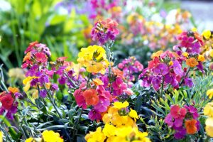 Erysimum 'Brightside Mix' Assorted 7" Pot