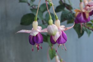 Fuchsia Fuchsita® 'Blue White' 6" Pot