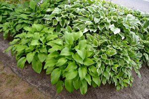 Hosta 'Assorted Varieties' 6" Pot