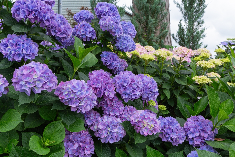 Hydrangea macrophylla 'Purple' 8" Pot