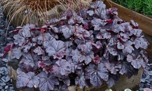 Cluster of Heuchera plants with dark purple, ruffled leaves and thin stems with small flower buds, growing in a garden setting.