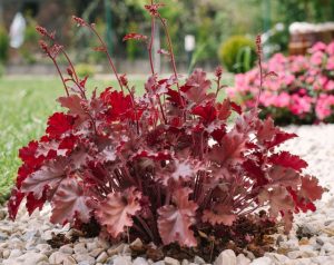 Heuchera 'Fire Alarm' Coral Bells