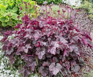 A dense clump of Heuchera plants with deep purple, textured leaves and tall thin flower stems, growing in a landscaped garden bed.