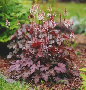 A cluster of brownish-purple leafy plants with tall stems topped by small white flowers growing in a garden bed surrounded by grass and mulch.