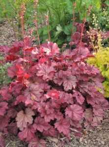 A cluster of Heuchera plants with reddish-purple leaves and tall, thin flower spikes growing in a garden border.