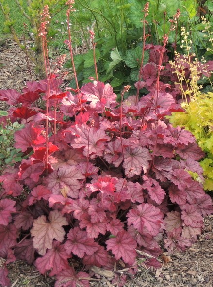 A cluster of Heuchera plants with reddish-purple leaves and tall, thin flower spikes growing in a garden border.